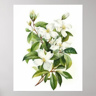 Witte Jasmijn Bloemen Art Print Poster