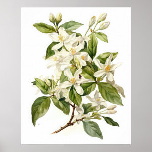 Witte Jasmijn Bloemen Art Print Poster