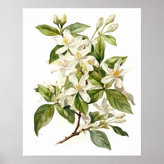 Witte Jasmijn Bloemen Art Print Poster (Voorkant)