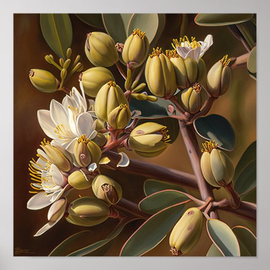 Witte Jojoba Bloemen Kunstprint Poster (Voorkant)