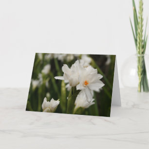 Witte Jonquilles Wenskaart Aankondiging