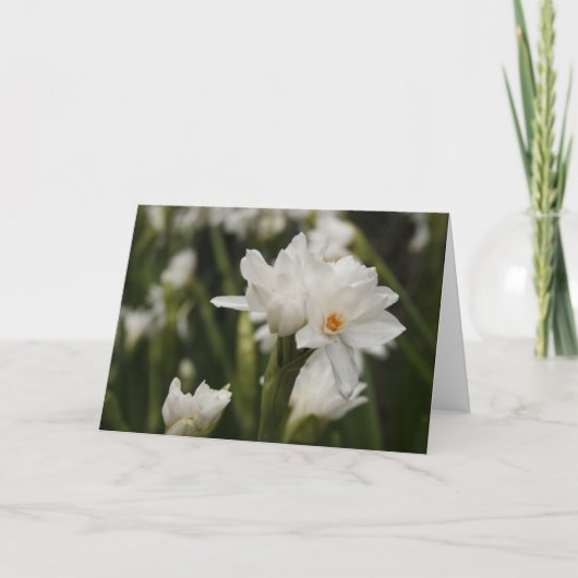 Witte Jonquilles Wenskaart Aankondiging (Voorkant)