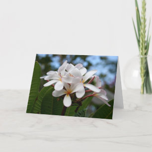 Witte Kaart Plumeria
