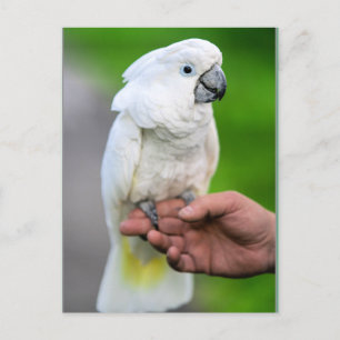 Witte kakevogel briefkaart