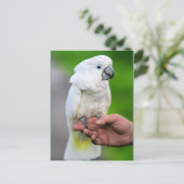 Witte kakevogel briefkaart (Staand voorkant)