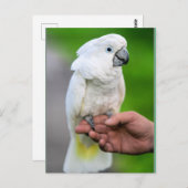 Witte kakevogel briefkaart (Voorkant / Achterkant)