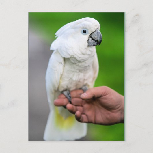 Witte kakevogel briefkaart (Voorkant)