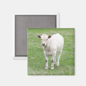 Witte kalf vierkante magneet (Voorkant / Achterkant)