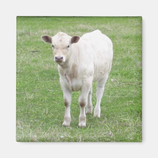 Witte kalf vierkante magneet (Voorkant)