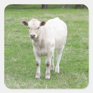 Witte kalf vierkante Stickers
