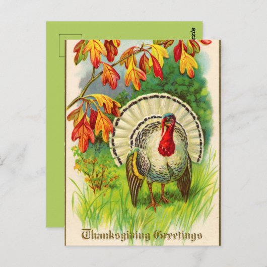  witte kalkoen in gras briefkaart (Voorkant / Achterkant)