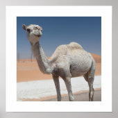 Witte kameel in de woestijn onder een heldere blau poster (Voorkant)