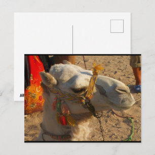 Witte Kameel in Woestijn Briefkaart