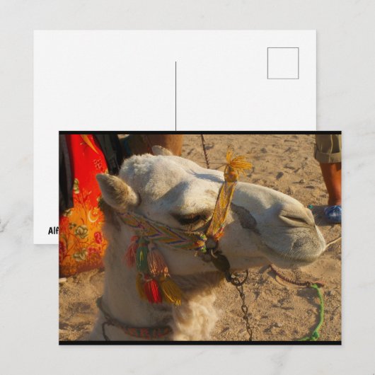 Witte Kameel in Woestijn Briefkaart (Voorkant / Achterkant)