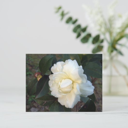 witte kamellietbloem briefkaart (Staand voorkant)