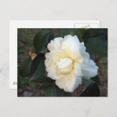 witte kamellietbloem briefkaart (Voorkant / Achterkant)