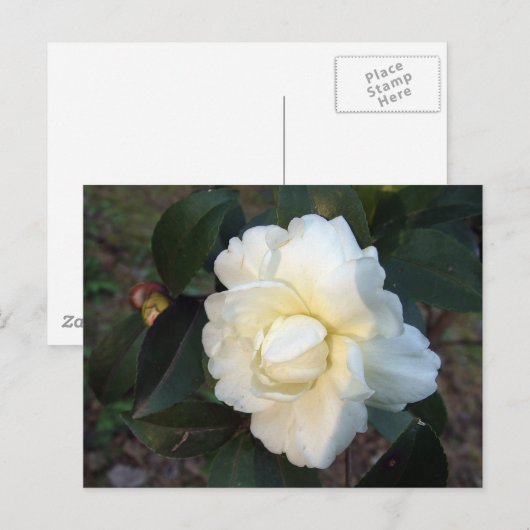 witte kamellietbloem briefkaart (Voorkant / Achterkant)