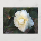 witte kamellietbloem briefkaart (Voorkant)