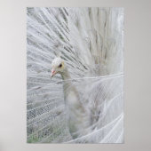 Witte kantposter poster (Voorkant)