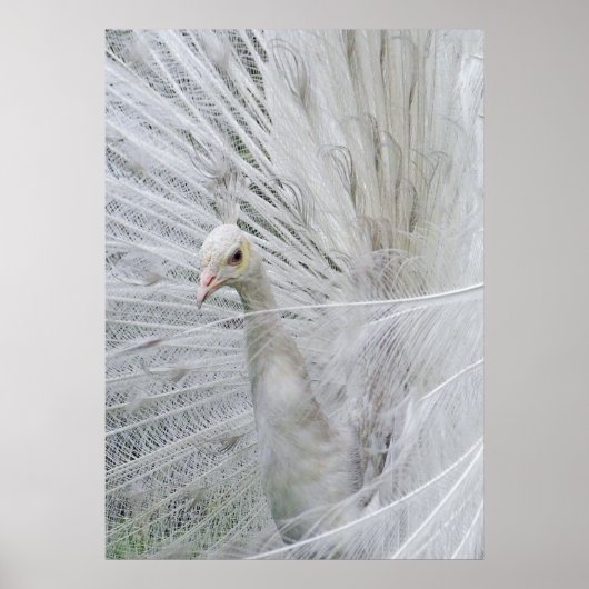 Witte kantposter poster (Voorkant)