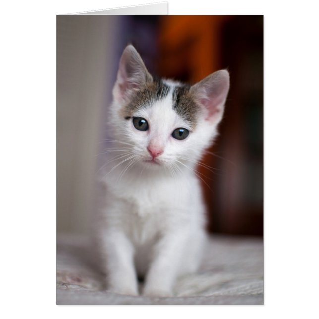 Witte Kat (Voorkant)