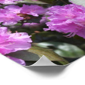 Witte kat azaleas poster (Hoek)