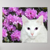 Witte kat azaleas poster (Voorkant)