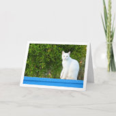 Witte Kat bij Granaatappelboom Kaart (Voorkant)