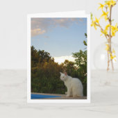 Witte Kat bij Zwembad Kaart (Gele Bloem)