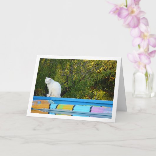 Witte Kat bij Zwembad Kaart (Orchidee)