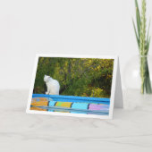 Witte Kat bij Zwembad Kaart (Voorkant)