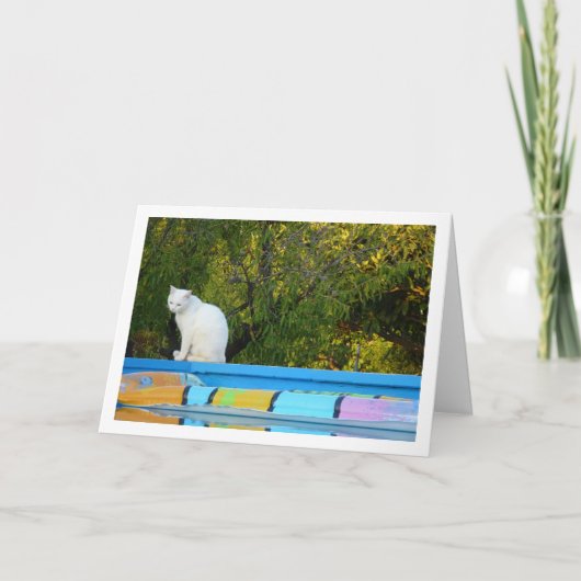 Witte Kat bij Zwembad Kaart (Voorkant)