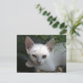 Witte kat briefkaart (Staand voorkant)