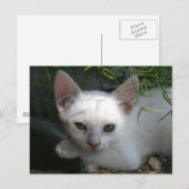 Witte kat briefkaart (Voorkant / Achterkant)