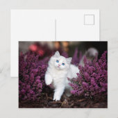 Witte kat briefkaart (Voorkant / Achterkant)