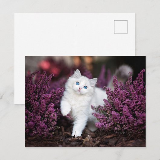 Witte kat briefkaart (Voorkant / Achterkant)