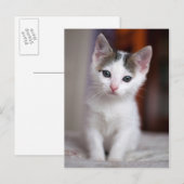 Witte Kat Briefkaart (Voorkant / Achterkant)