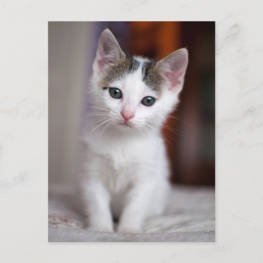Witte Kat Briefkaart (Voorkant)