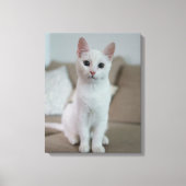 witte kat canvas afdruk (Voorkant)