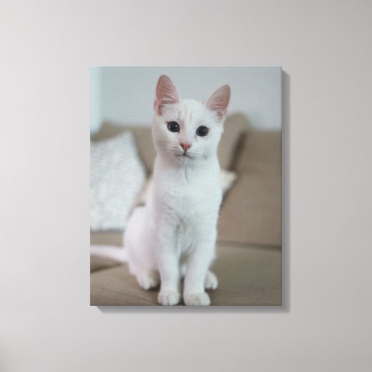 witte kat canvas afdruk (Voorkant)