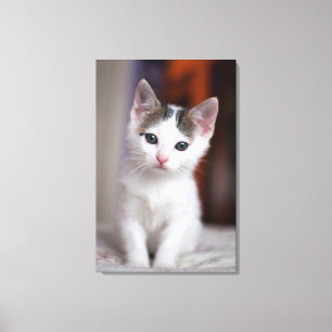 Witte Kat Canvas Afdruk