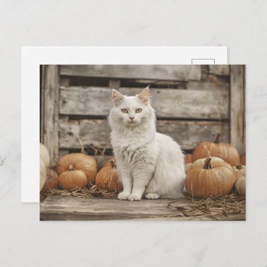 Witte Kat  Herfst Pompoenen Briefkaart (Voorkant / Achterkant)