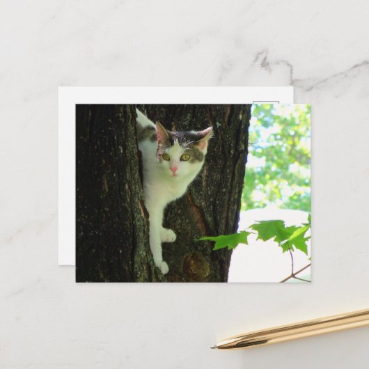 Witte kat in boom briefkaart (Voorkant / Achterkant in situ)