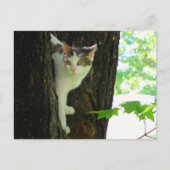 Witte kat in boom briefkaart (Voorkant)