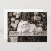 Witte kat in de bloementuin briefkaart (Voorkant / Achterkant)