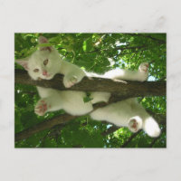Witte kat in de boom