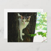 Witte kat in de boom briefkaart (Voorkant / Achterkant)