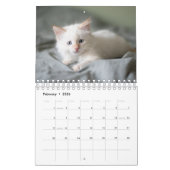 Witte kat kalender (Feb 2026)