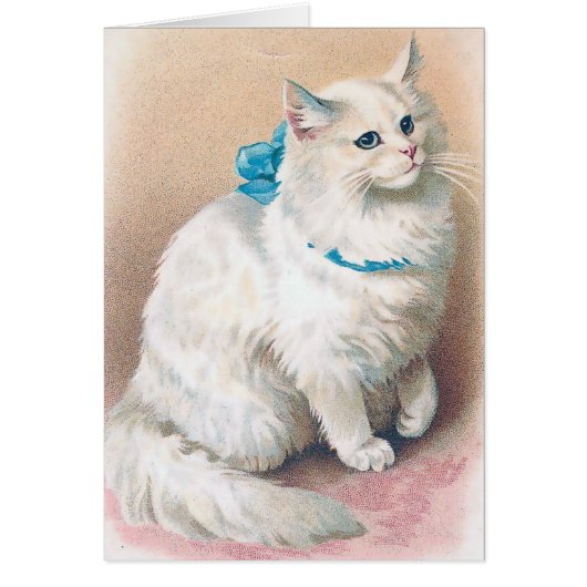 - witte kat met blauwe kat, (Voorkant)