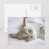 witte kat met blauwe ogen op de bank briefkaart (Voorkant / Achterkant)